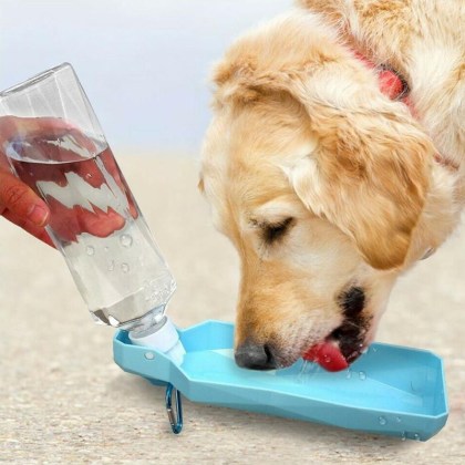 dog water